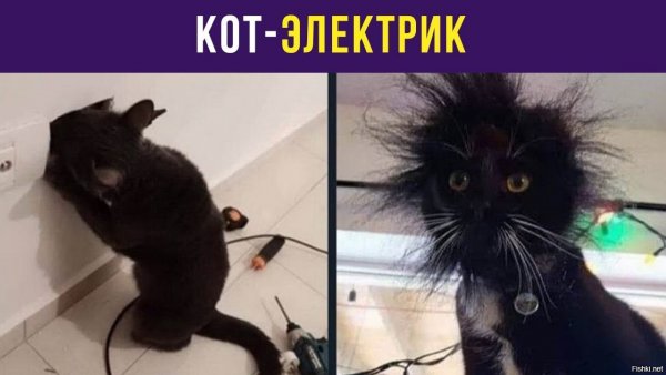 Кот и электричество