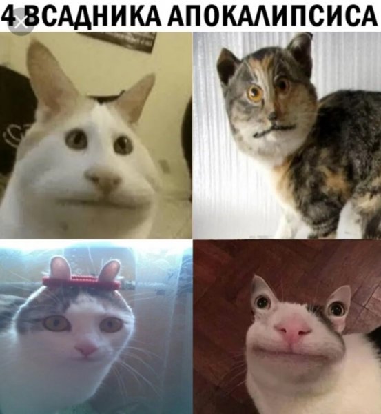 Коты мемы