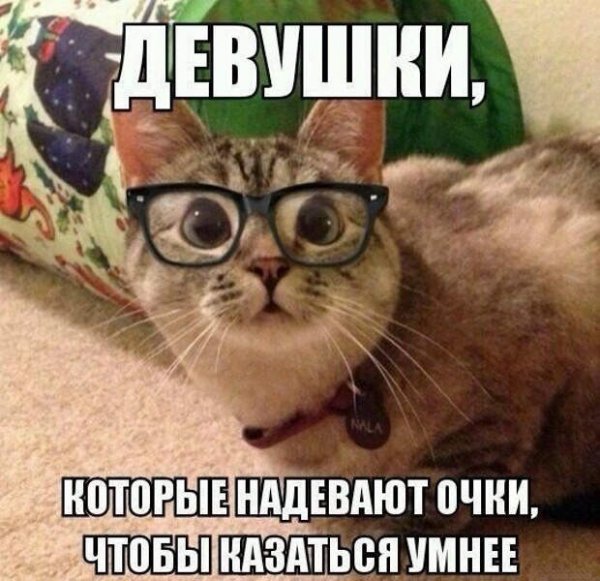 Мемы с кошками и с надписями