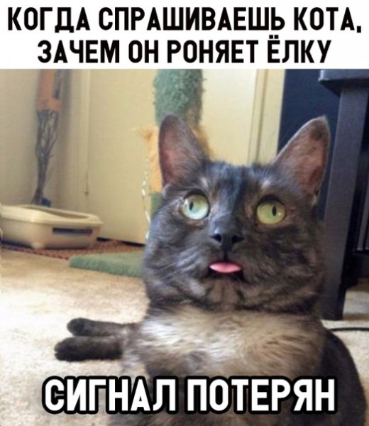 Мемы с котиками без надписей