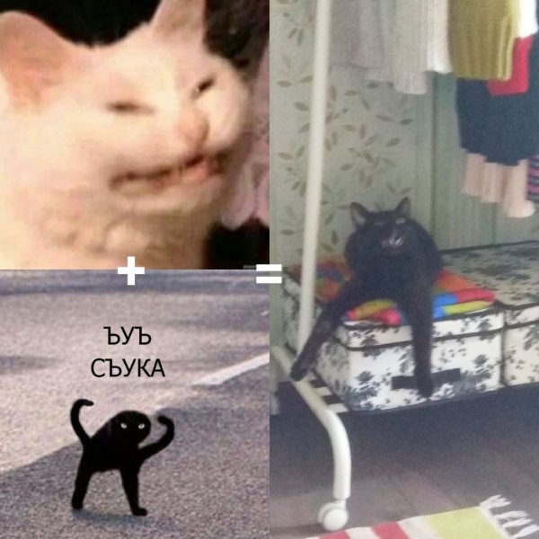 Мемы с котом