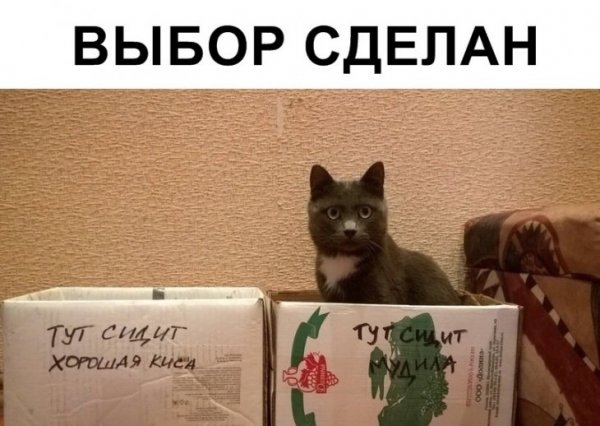 Кот делает выбор
