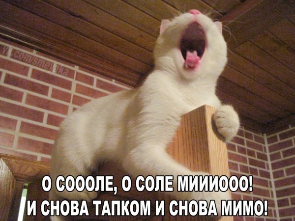 Смешные картинки до слёз