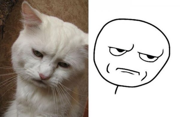 Коты для мемов