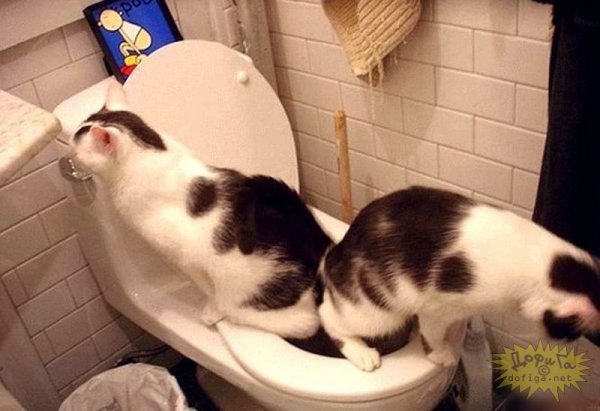 Коты смешные с надписями в туалете