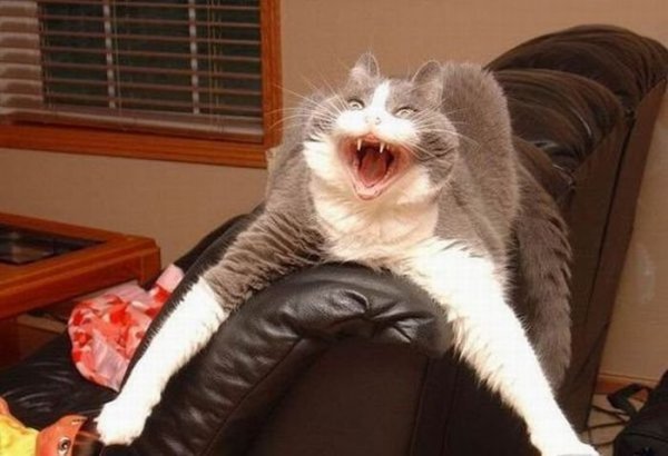 Кошка ржака
