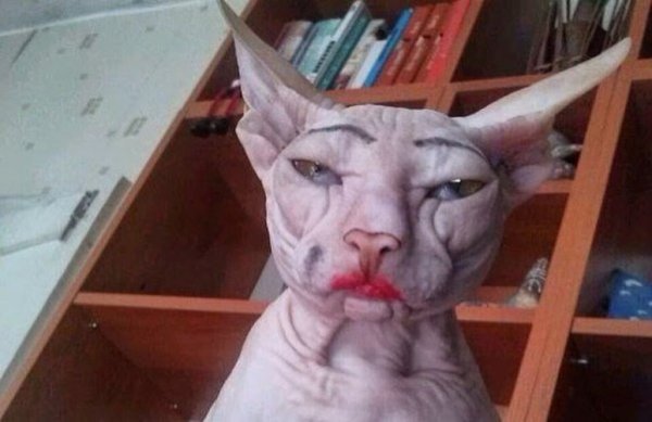 Накрашенная кошка