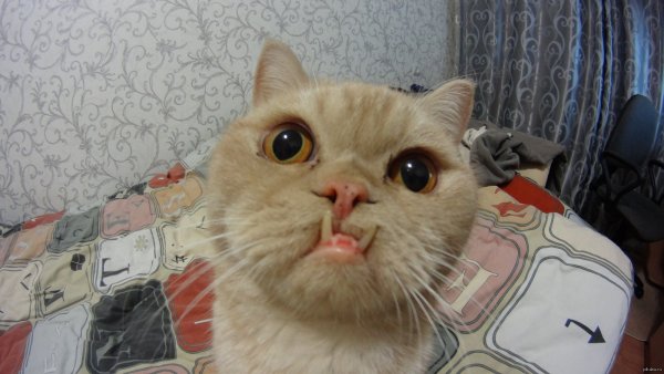 Кот Мем
