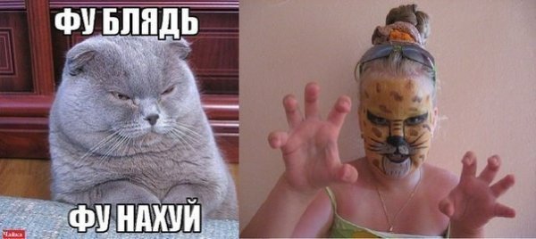 Фу блять фу нахуй кот Мем