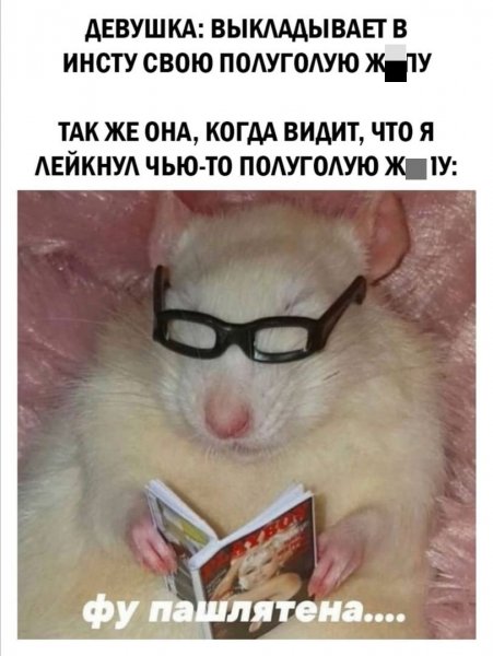 Смешной хомяк в очках
