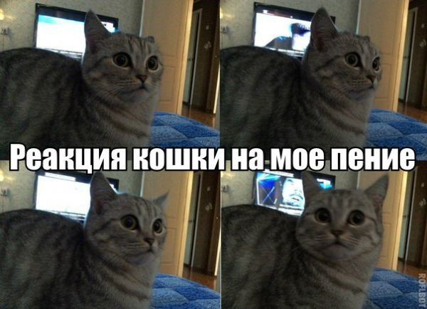 Мемы с котами