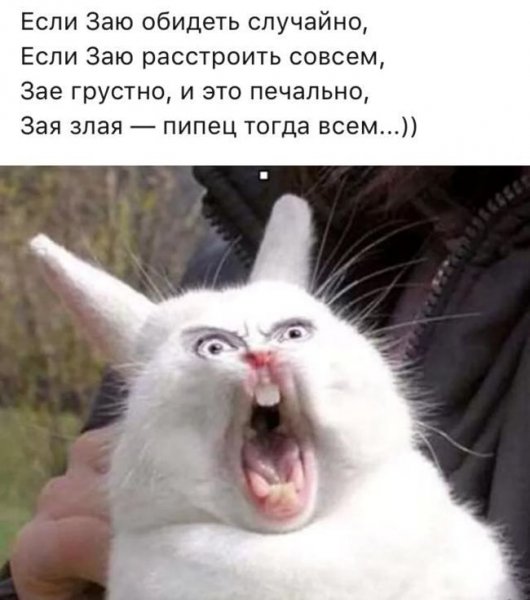 Смешное про заю