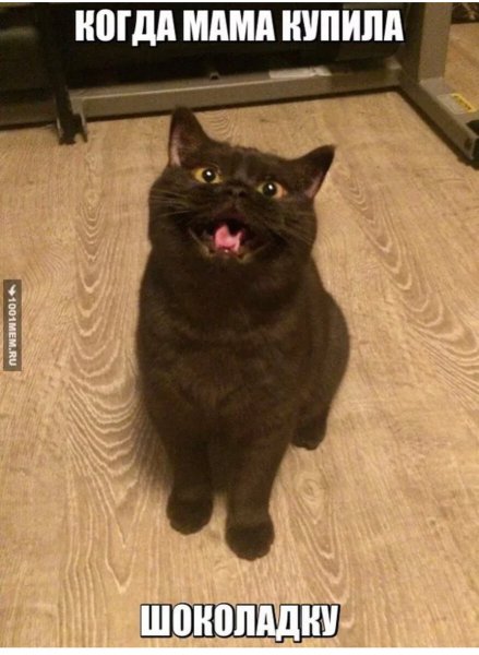 Коты мемы с надписями
