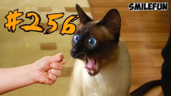 Испуганный сиамский кот