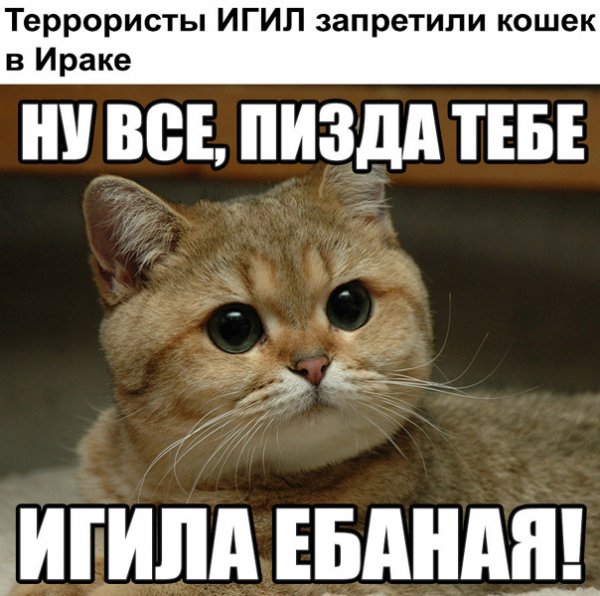 Мемы с матами