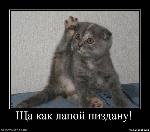 Котики мемы с надписями маты