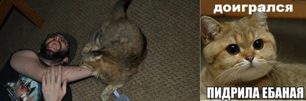 Матерные мемы с котами