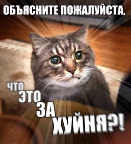Матерные мемы с котами