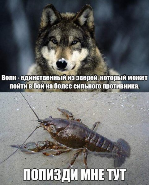 Цитаты волка смешные