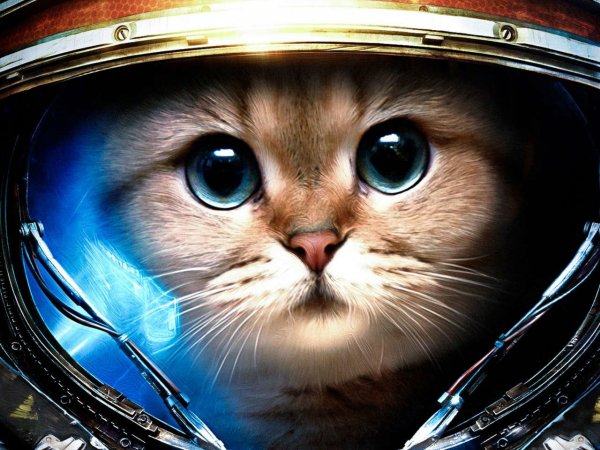 Котик в шлеме