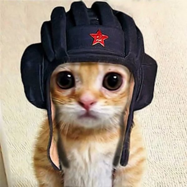 Кот в шлеме танкиста
