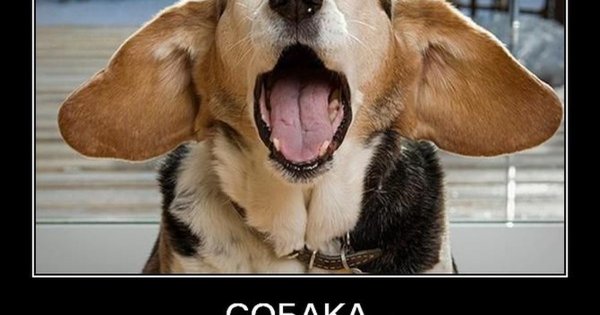 Смешные собаки