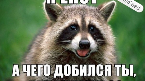 Я енот