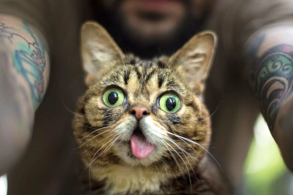 Котики приколы