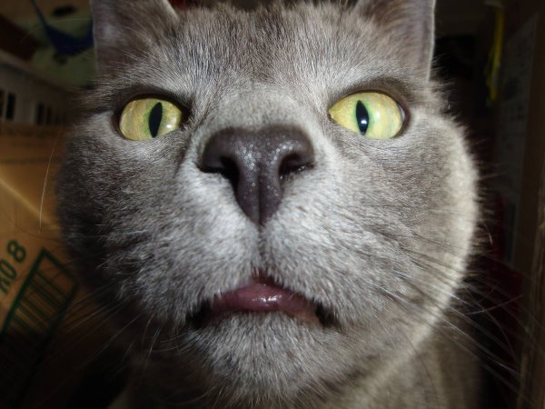 Котяра приколы