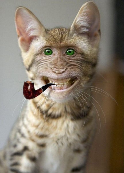Угарные кошки