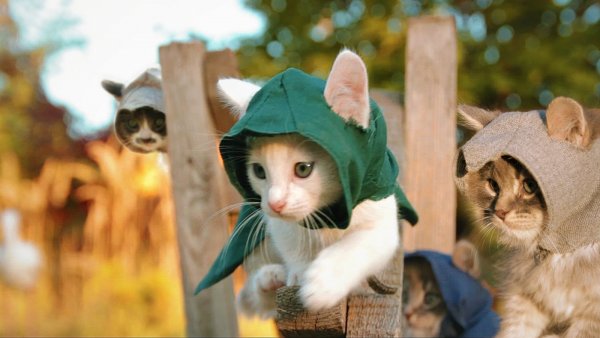 Котята ассасины
