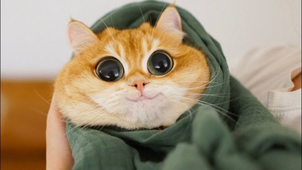 УГАРНЫЙ кот
