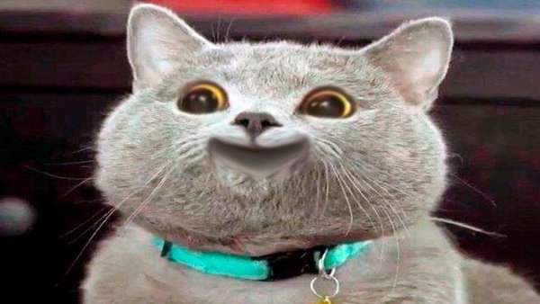 УГАРНЫЙ кот