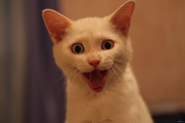 Котенок ржака
