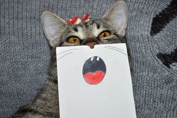 Котик с бумажкой
