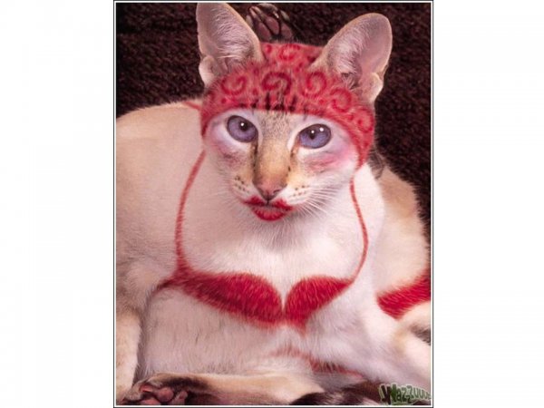 Смешной кот ржака