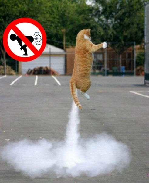 Котенок пукнул