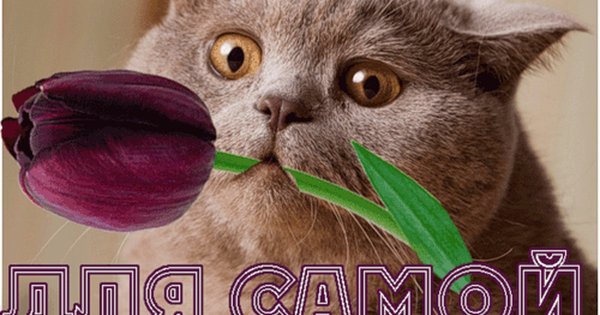 Смс приколы про отношения