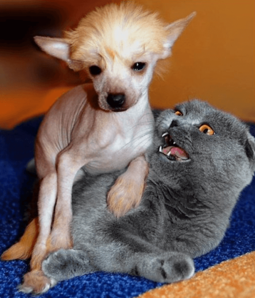 Приколы с животными собаки и кошки