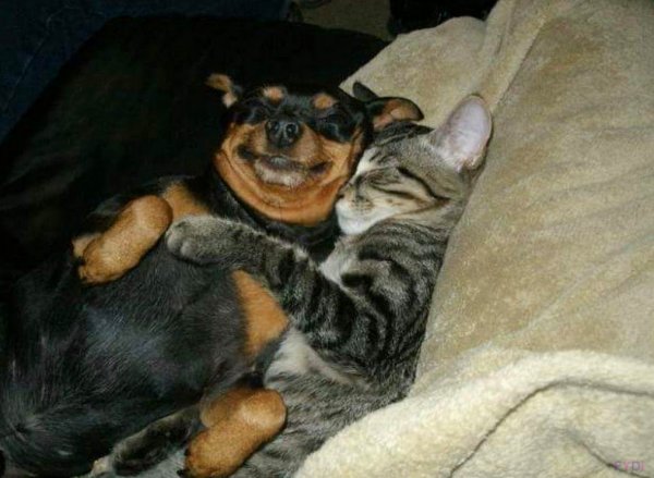 Надпись животные