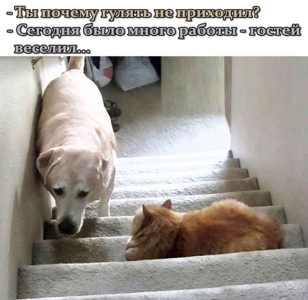 Кошки и собаки приколы с надписями