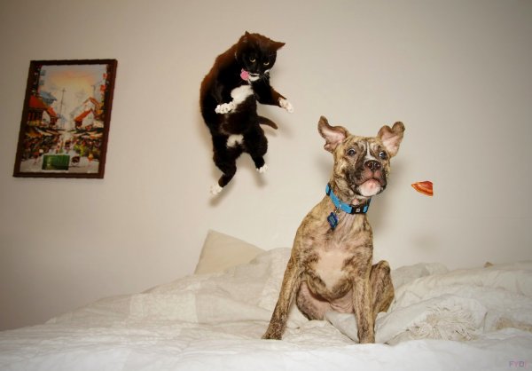 Кошки и собаки приколы