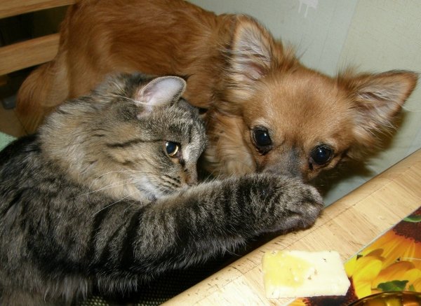 Смешные картинки про котов и собак