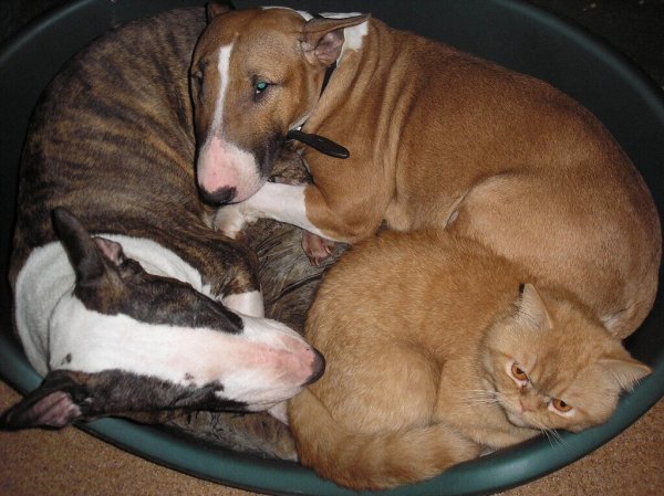 Смешные картинки животных