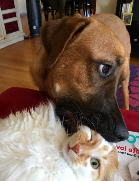 Коты и собаки приколы