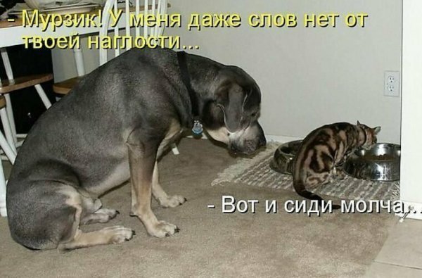 Шутки про собак и кошек