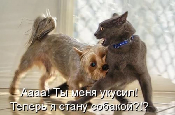 Коты и собаки с надписями