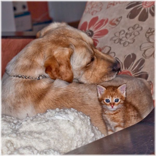 Кошки и собаки приколы