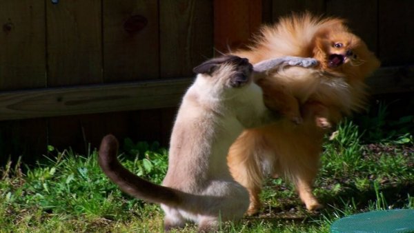 Кошки и собаки юмор