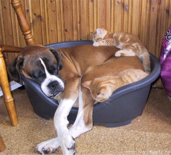 Приколы с котами и собаками
